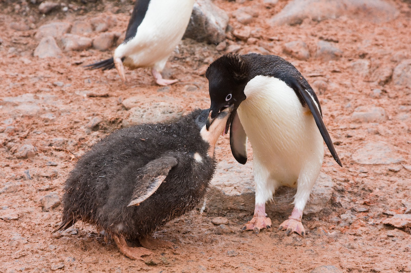 Adélie Penguin Feeding Chick